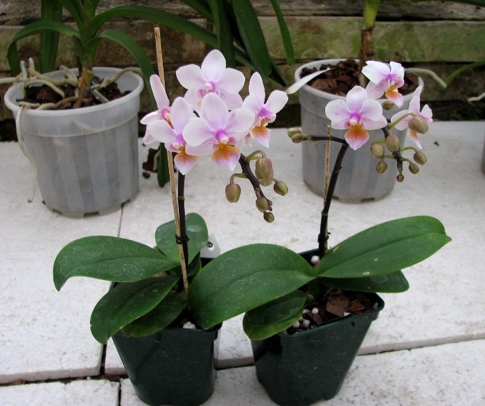 Phalaenopsis Liu's Rainbow.JPG