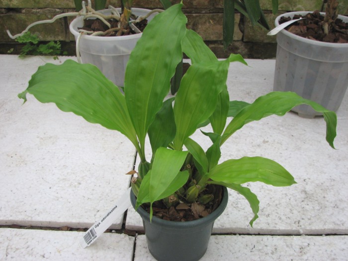 Gongora odoratissima.JPG
