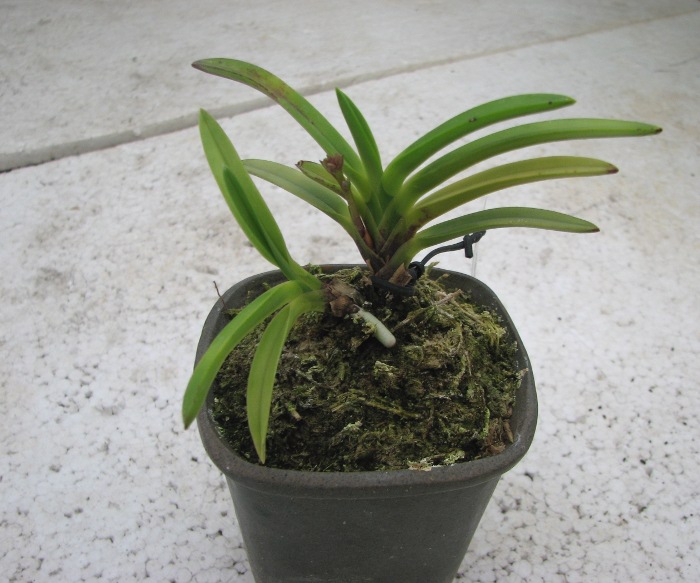 Neofinetia falcata Furan Takachiho.JPG