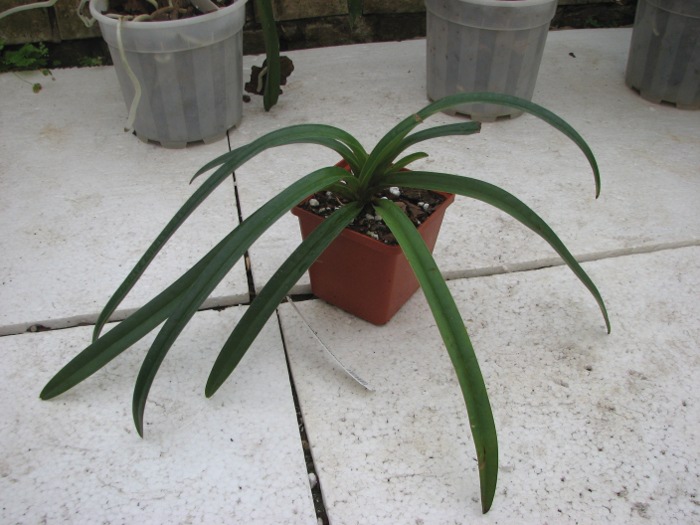 Paphiopedilum hirsutissimum.JPG