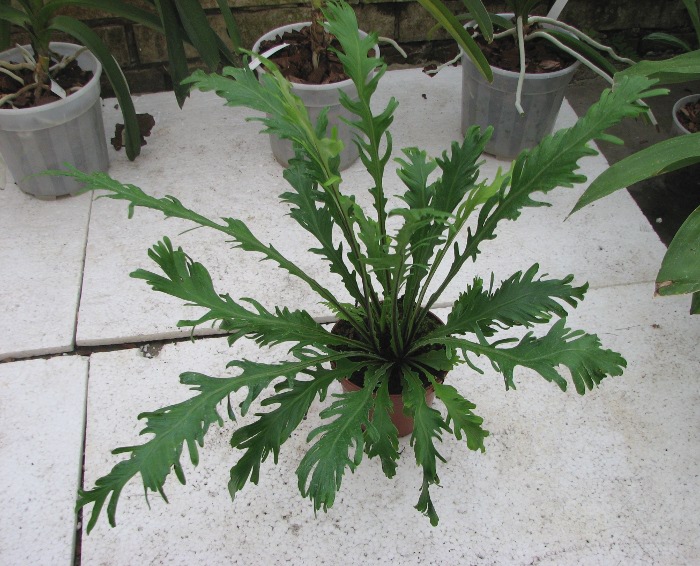 Asplenium fimbriatum.JPG