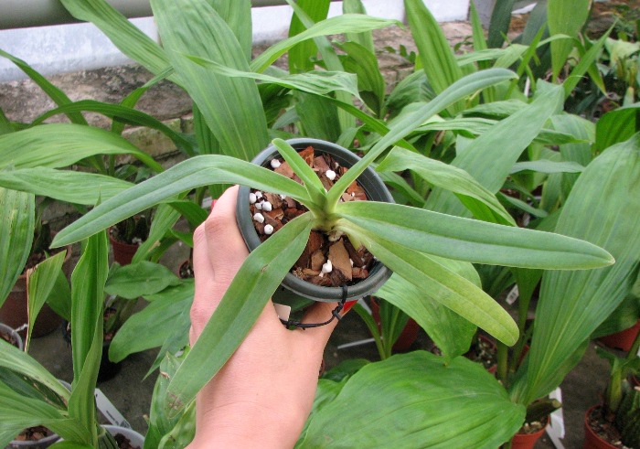 Paphiopedilum fairrieanum.JPG
