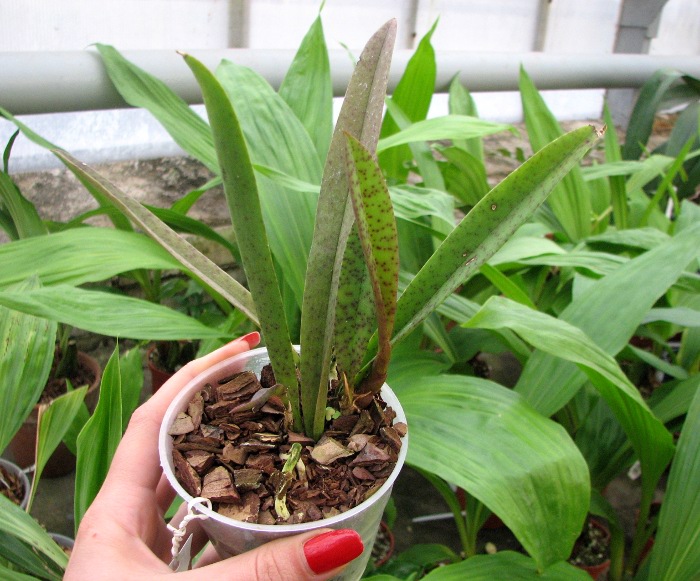 Psychocentrum Rio's Mariposita 'ORCHIS'.JPG