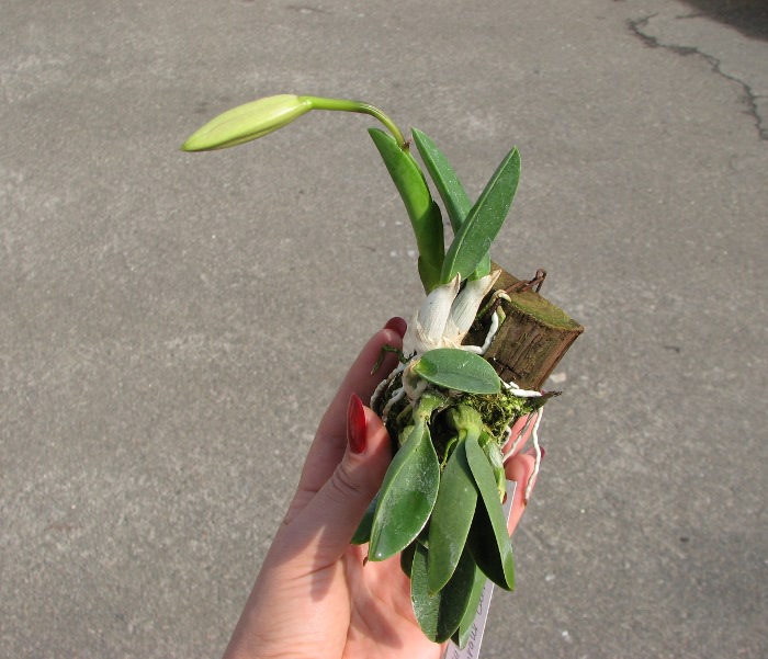Laelia sincorana XXXX x Laelia sincorana coerulea.JPG