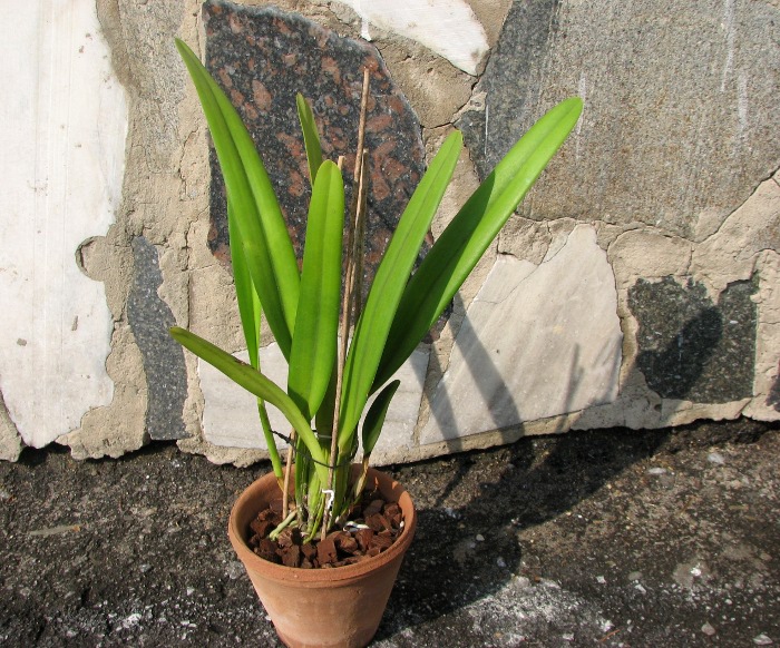 Laelia purpurata roxo-violeta x self.JPG