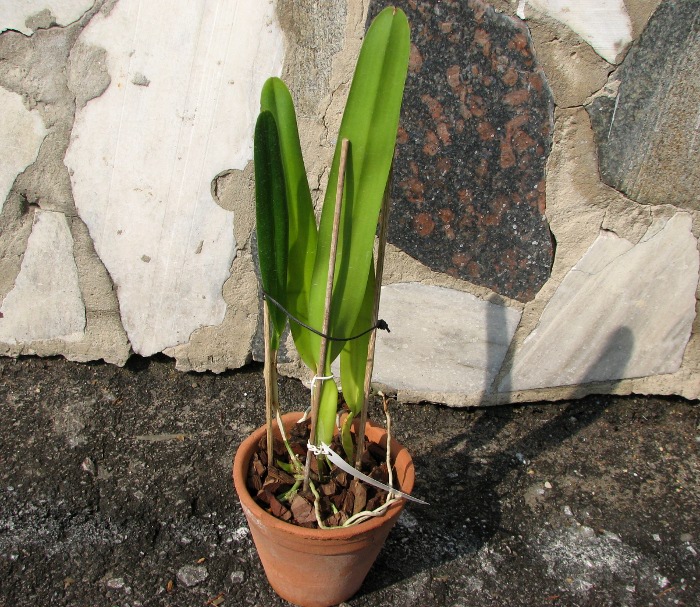 Laelia purpurata.JPG
