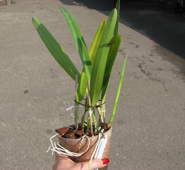 Laelia purpurata estriata 'Doracy' x self.JPG