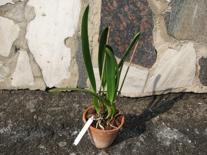 Laelia purpurata estriata 'Doracy' x self.JPG