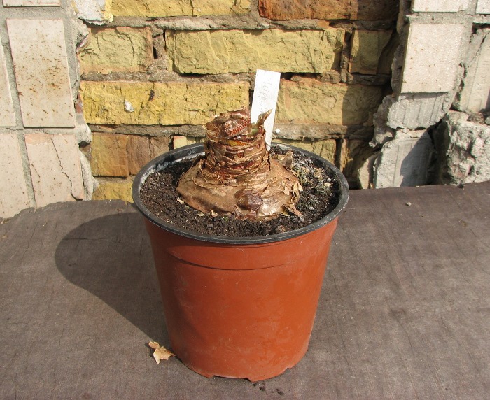Hippeastrum Christmas Gift.JPG