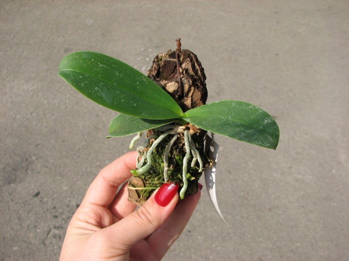 Doritaenopsis Sogo Berry.JPG