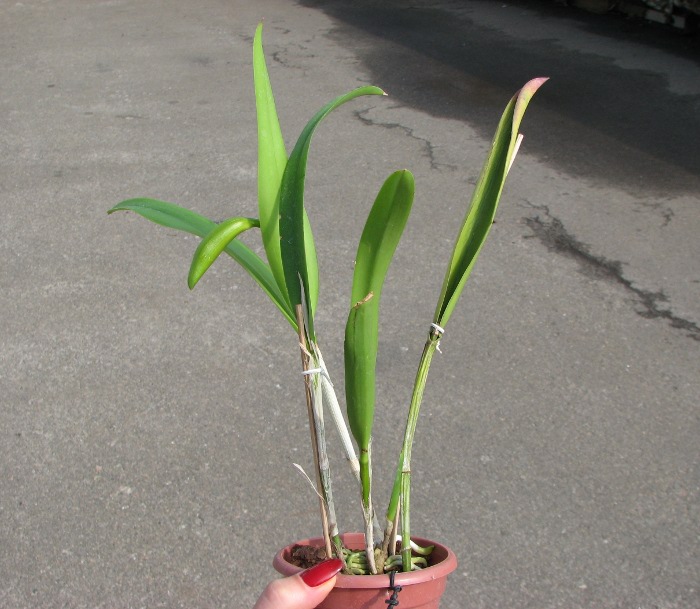 Brassocattleya Binosa 'Lynn' x Cattleya Fascelis 'Autumn Leaves'.JPG