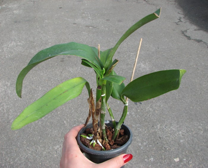 Epicattleya Siam Jade 'Avo' (Cattleya Penny Kuroda x Epicattleya Vienna Woods).JPG