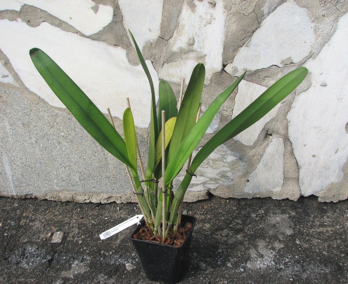 Laelia purpurata (Anelata 'Adans' x Anelata).JPG