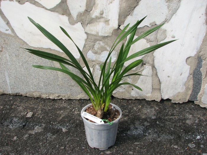 Cymbidium Pierette 'Milk Tea'.JPG