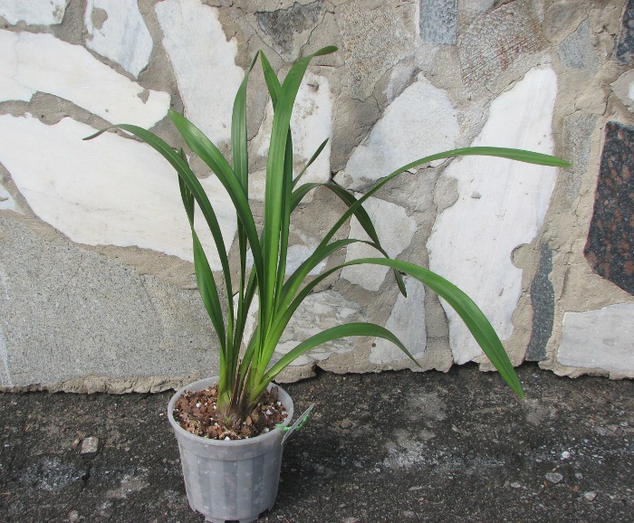 Cymbidium Fire Storm 'Blaze'.JPG