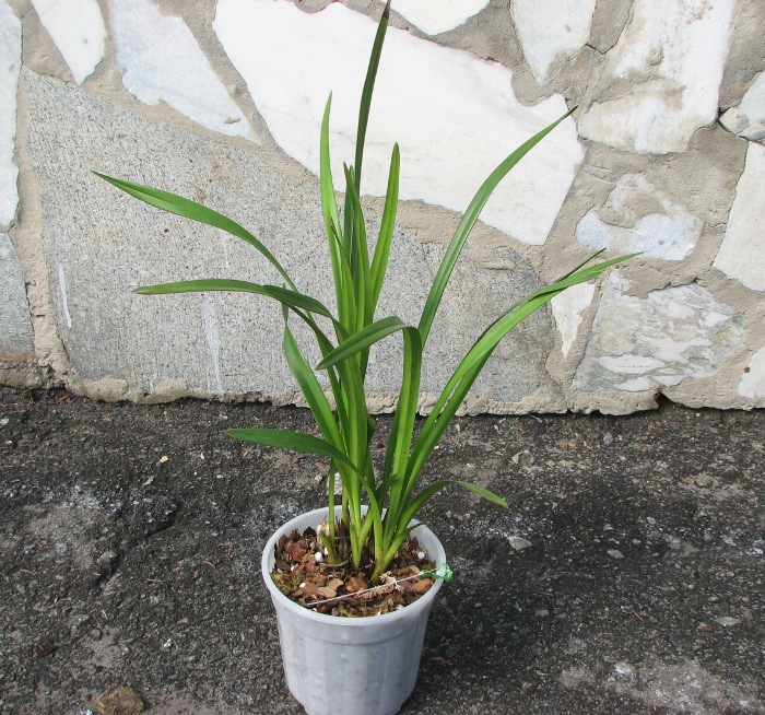Cymbidium Seaside 'Saya'.JPG