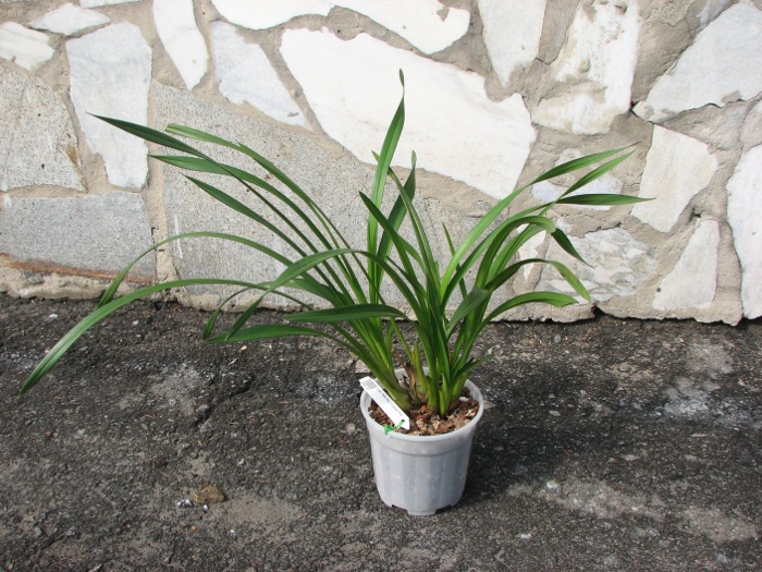 Cymbidium Pink Pop 'Crystal Fruit'.JPG