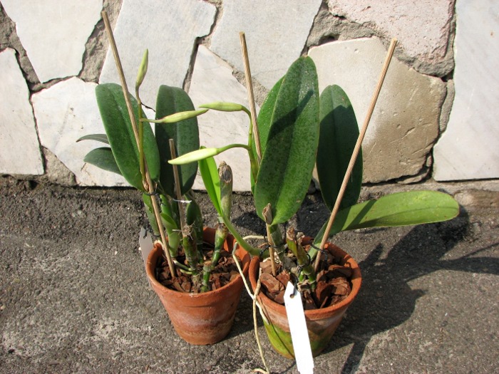 Cattleya maxima.JPG