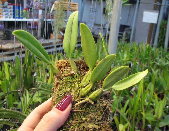Bulbophyllum fascinator.JPG