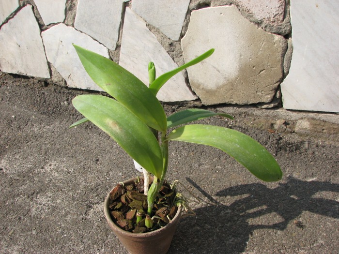 Laeliocattleya Sierra Skies 'Leone'.JPG