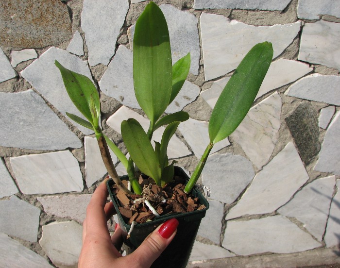 Laeliocattleya Imperial Charm 'Sato' (Pri Pri x Imperial Wings).JPG