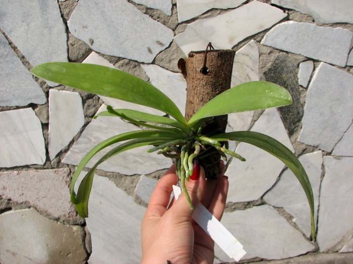 Phalaenopsis cornu-cervi.JPG