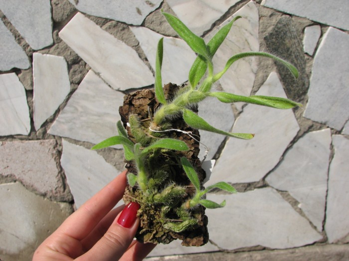 Dendrobium senile.JPG
