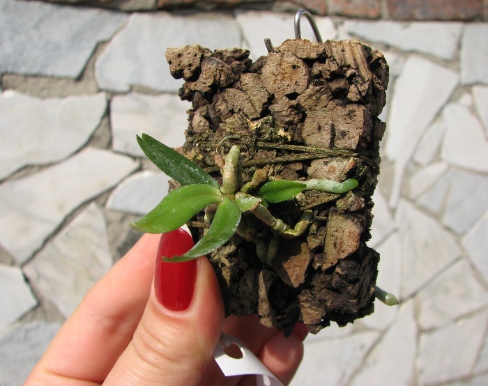 Aerangis rhodosticta.JPG