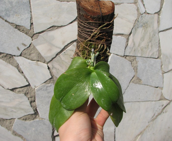 Phalaenopsis violacea 'Borneo'.JPG
