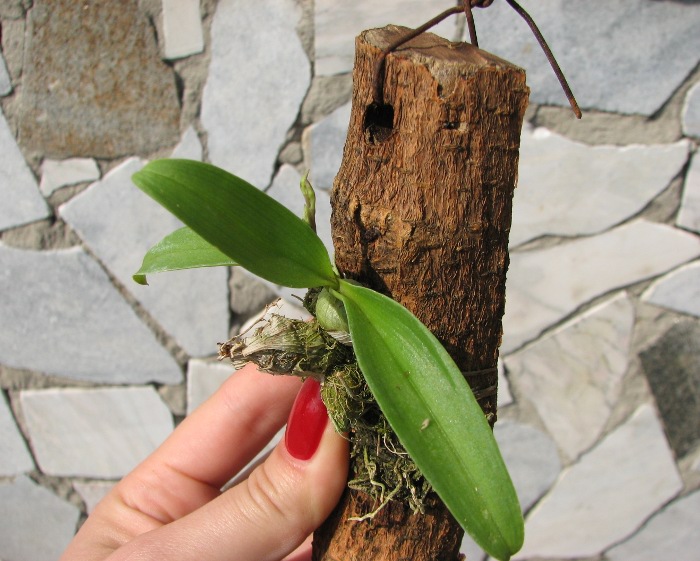 Dendrobium peguanum.JPG