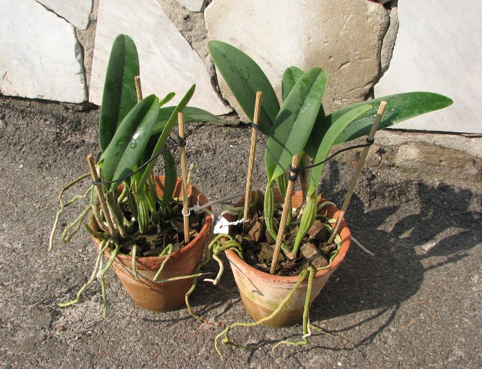 Cattleya lueddemanniana escura x Cattleya lueddemanniana 'America'.JPG