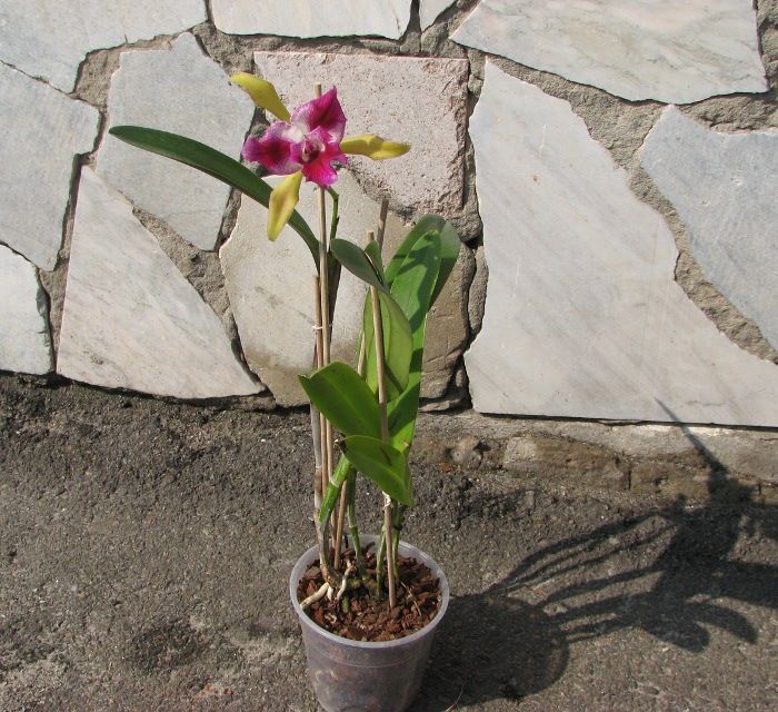 Laelia tenebrosa x Cattleya Penny Kuroda 'spots'.JPG