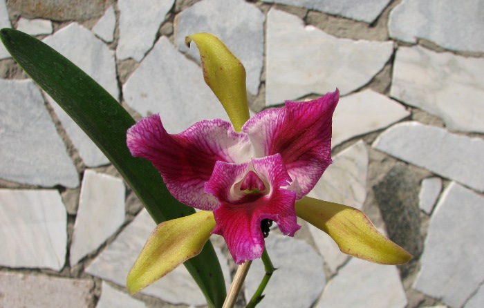 Laelia tenebrosa x Cattleya Penny Kuroda 'spots'.JPG