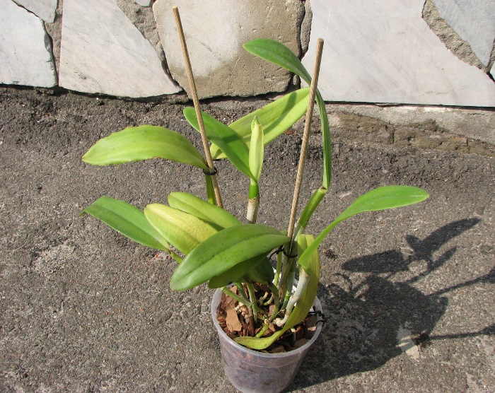 Cattleya Dominiana (intermedia var. coerulea x maxima var. coerulea 'Hector').JPG
