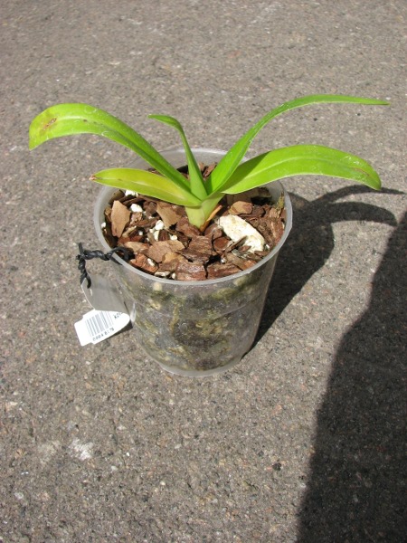 Phragmipedium Andean Tears (wallisii x kovachii).JPG