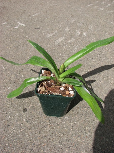 Paphiopedilum spicerianum.JPG