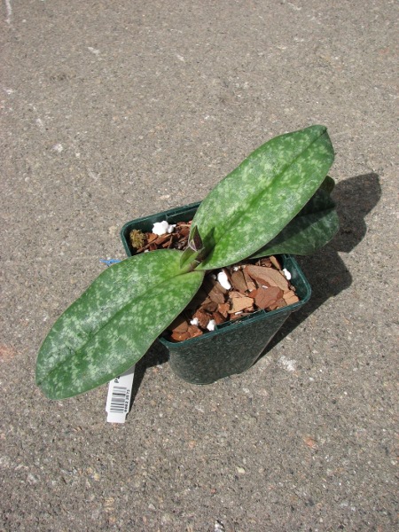 Paphiopedilum bellatulum.JPG