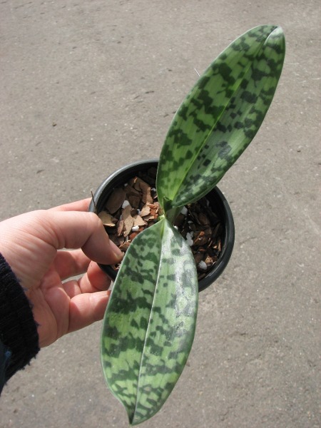 Paphiopedilum Maudiae alba1.JPG