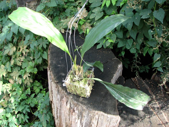 Stanhopea oculata.JPG
