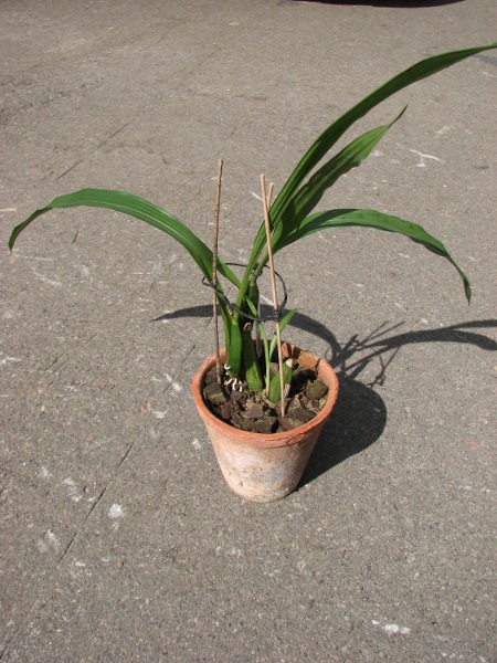 Zygopetalum 'Rhein Blue Angel'.JPG