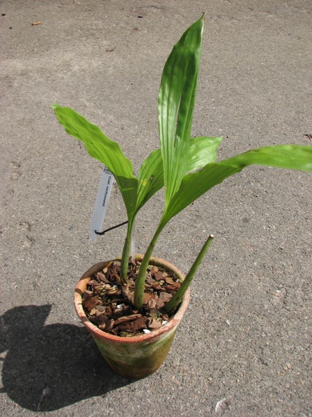 Coelogyne rochussenii.JPG