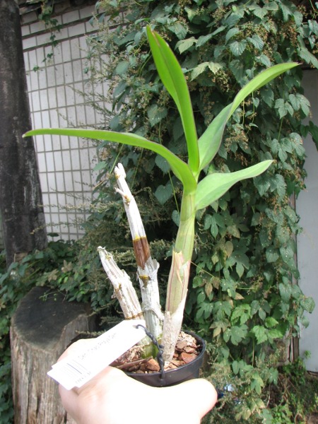 Dendrobium Chao Praya Gem.JPG