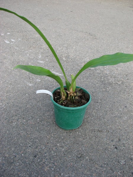 Zygopetalum Rhein Harlequin 'Cappuccino'.JPG