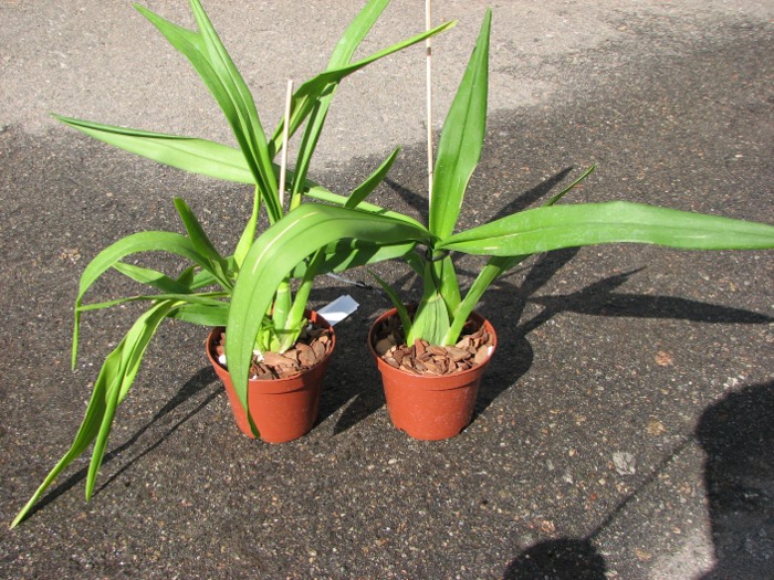 Oncidium Gower Ramsey 'Lemon Heart'.JPG