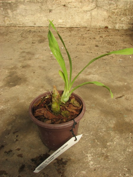Clowesia Jumbo Grace 'Jumbo Orchids'.JPG
