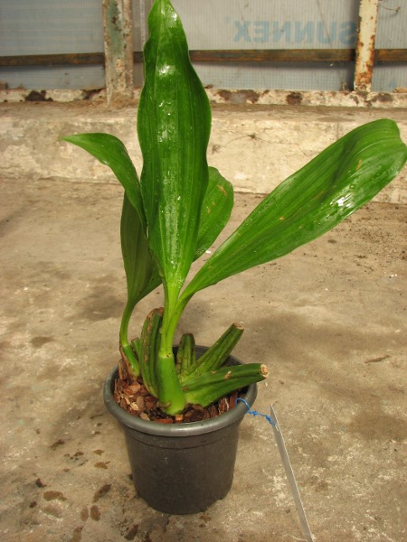 Coelogyne marmorata.JPG