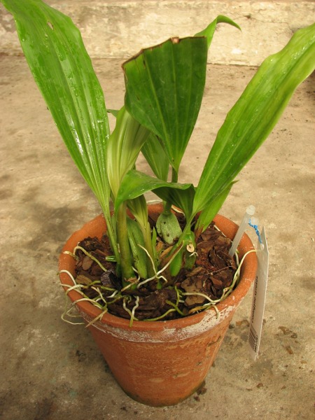Coelogyne xyrekes.JPG