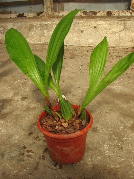 Coelogyne sparsa.JPG