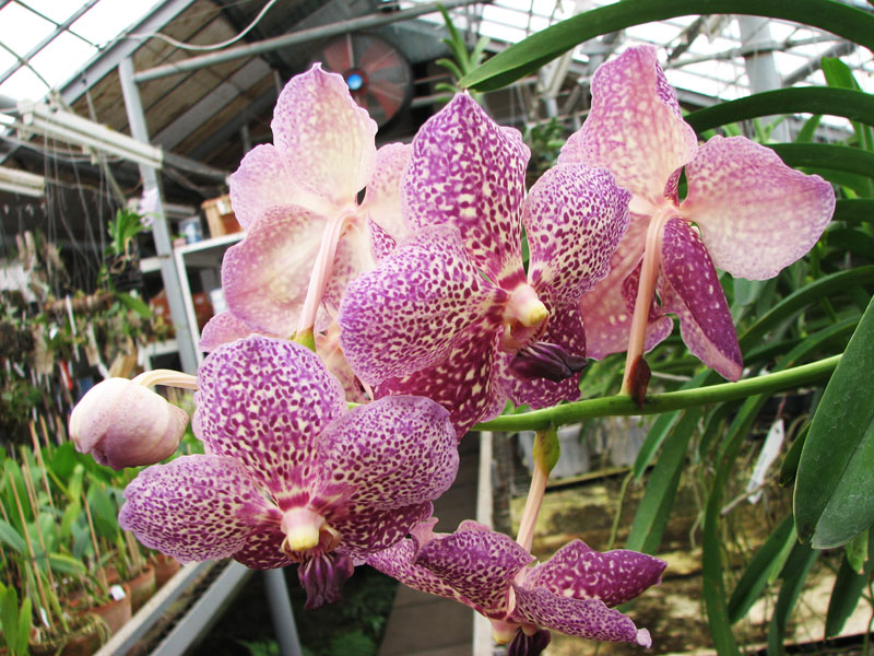 Vanda Sumon Spot x Vanda Srakaew.jpg