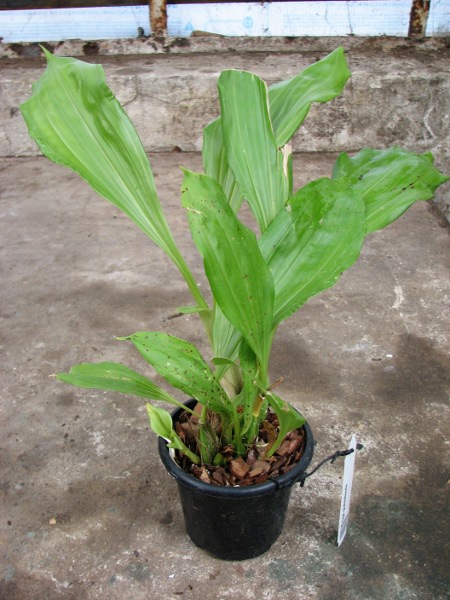 Gongora gratulabunda.JPG